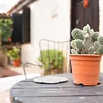 Casa El Drago * Arico